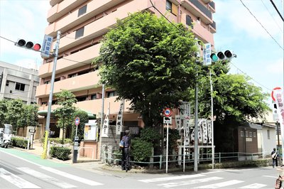 ⛩️ 인연 끊는 느티나무(엔키리 에노키) 이미지 2